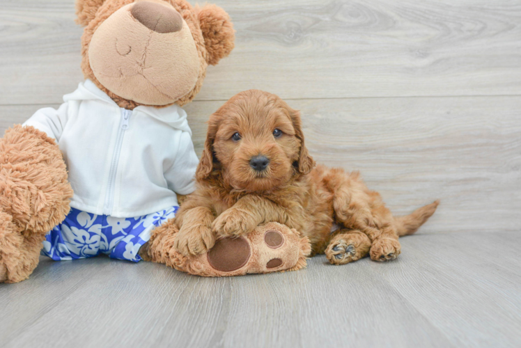 Adorable Golden Retriever Poodle Mix Puppy