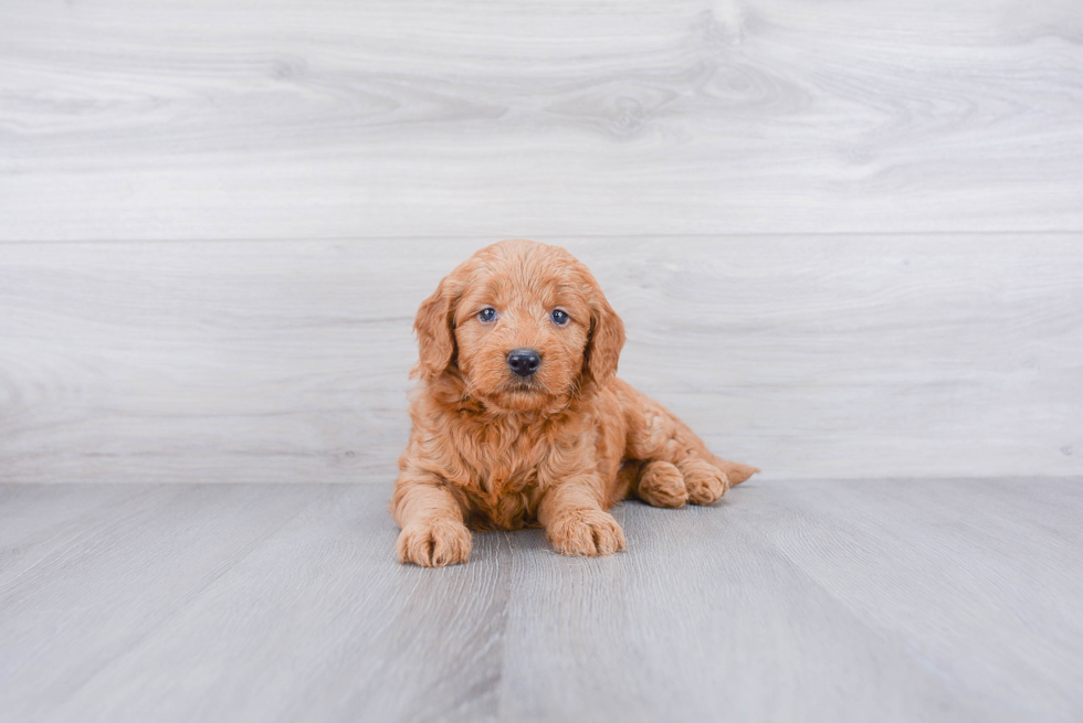 Best Mini Goldendoodle Baby