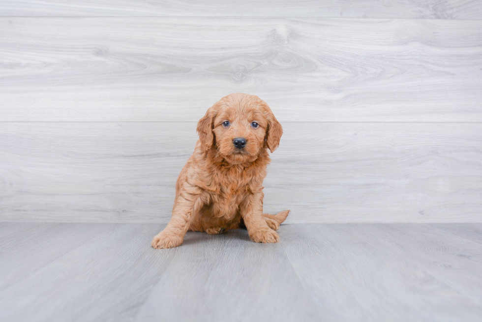 Mini Goldendoodle Puppy for Adoption