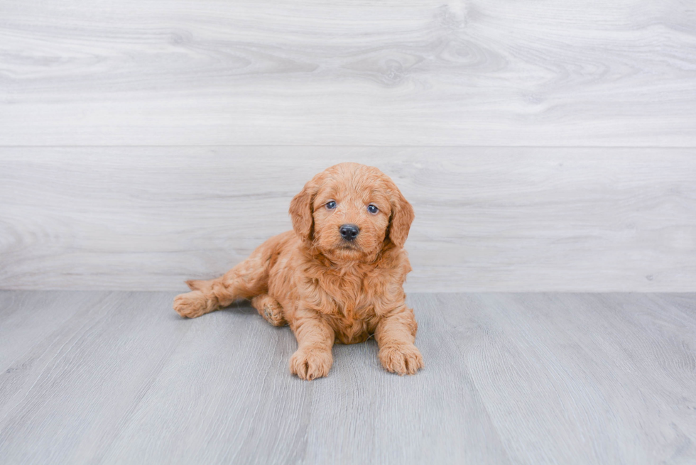 Fluffy Mini Goldendoodle Poodle Mix Pup