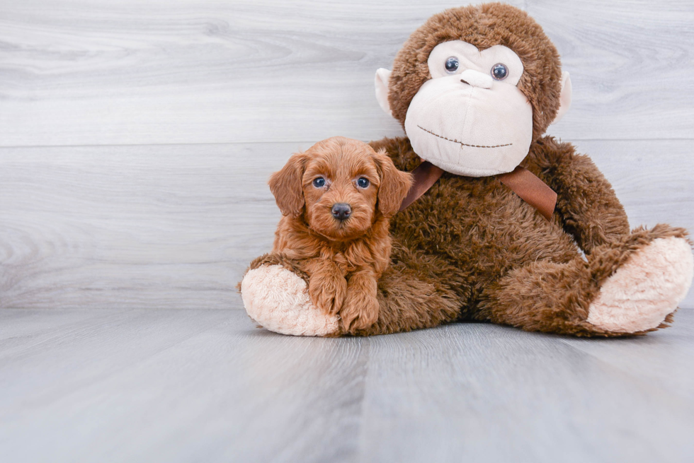 Best Mini Goldendoodle Baby