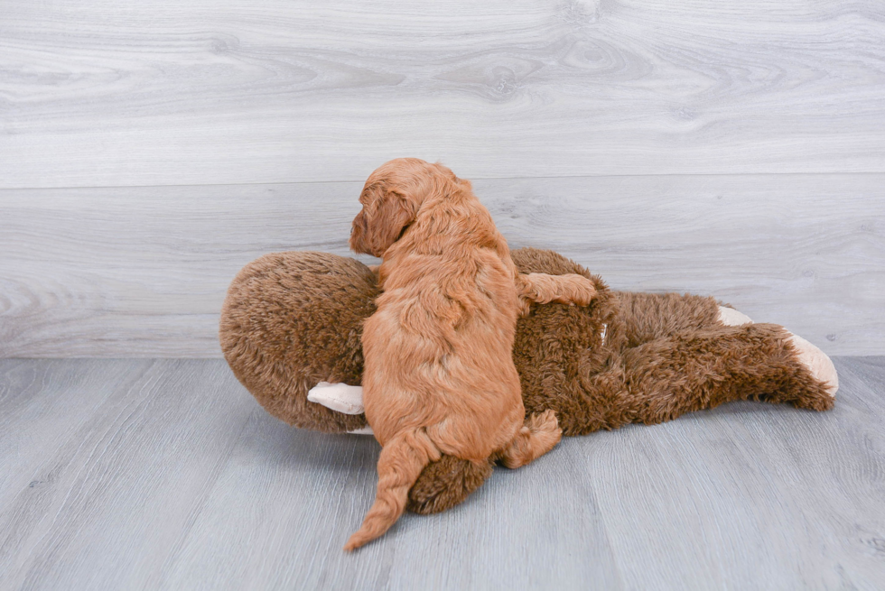 Happy Mini Goldendoodle Baby