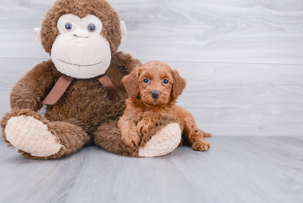 Best Mini Goldendoodle Baby