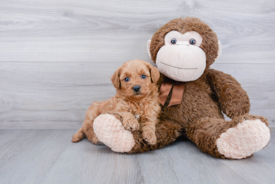 Best Mini Goldendoodle Baby