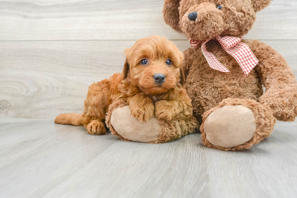 Best Mini Goldendoodle Baby