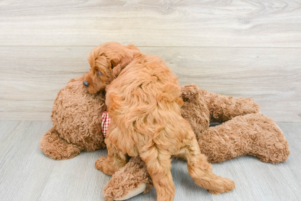 Mini Goldendoodle Puppy for Adoption