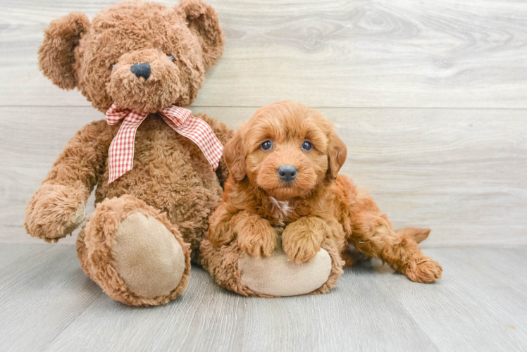 Mini Goldendoodle Pup Being Cute