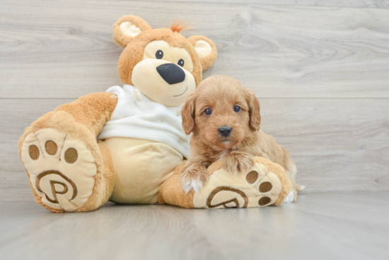 Smart Mini Goldendoodle Poodle Mix Pup