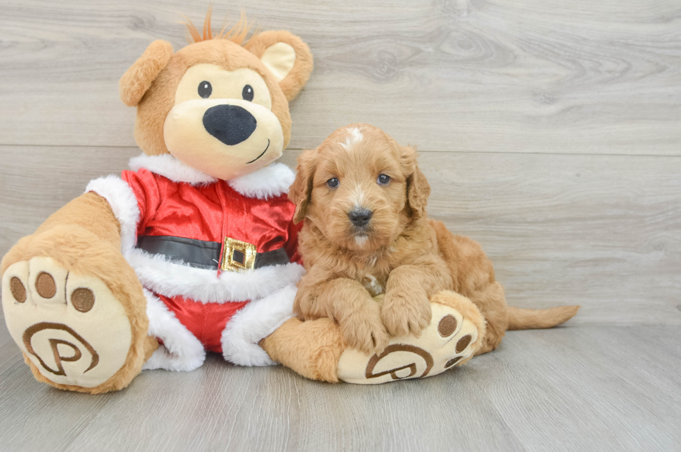 4 week old Mini Goldendoodle Puppy For Sale - Premier Pups