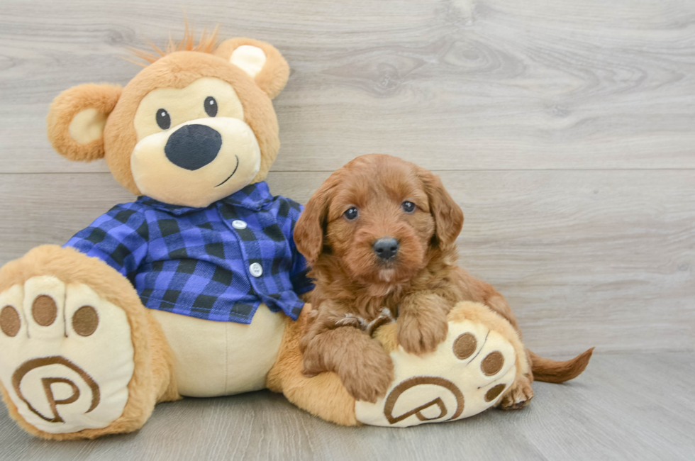 6 week old Mini Goldendoodle Puppy For Sale - Premier Pups