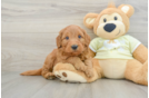 Small Mini Goldendoodle Baby