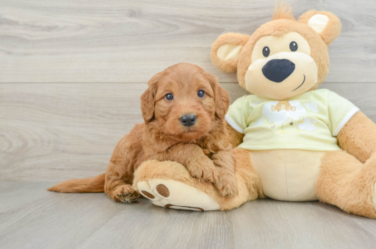 Small Mini Goldendoodle Baby