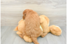 Friendly Mini Goldendoodle Baby