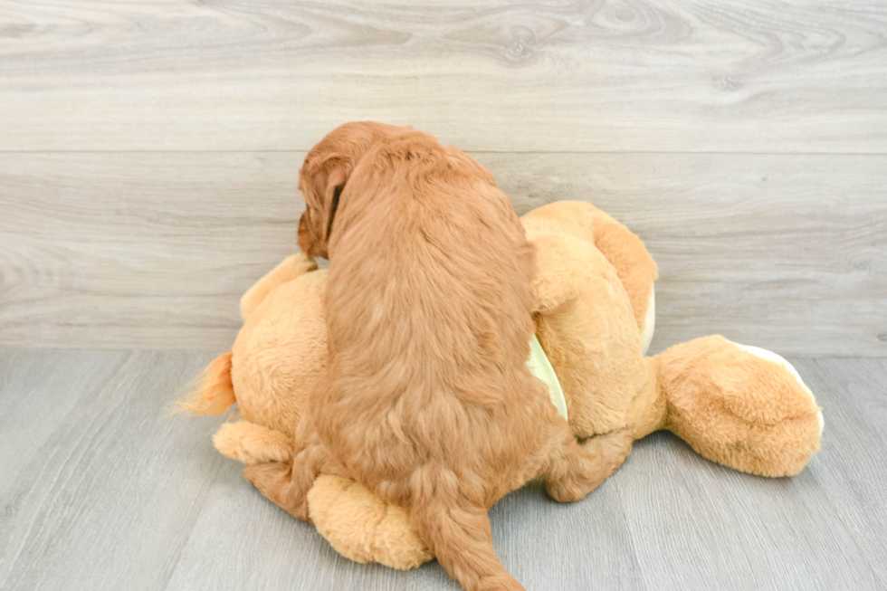 Friendly Mini Goldendoodle Baby