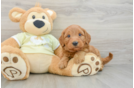 Happy Mini Goldendoodle Baby