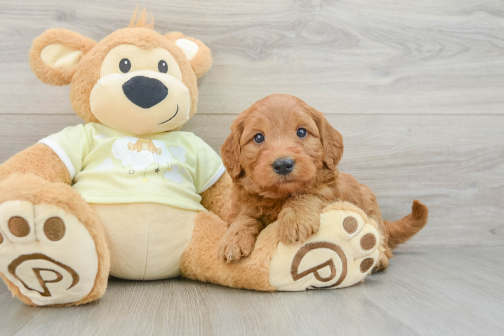 Happy Mini Goldendoodle Baby