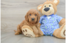 Best Mini Goldendoodle Baby
