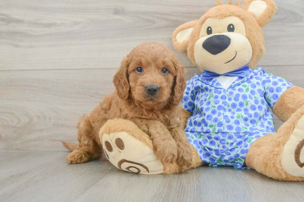 Best Mini Goldendoodle Baby
