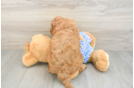Little Mini Goldenpoo Poodle Mix Puppy