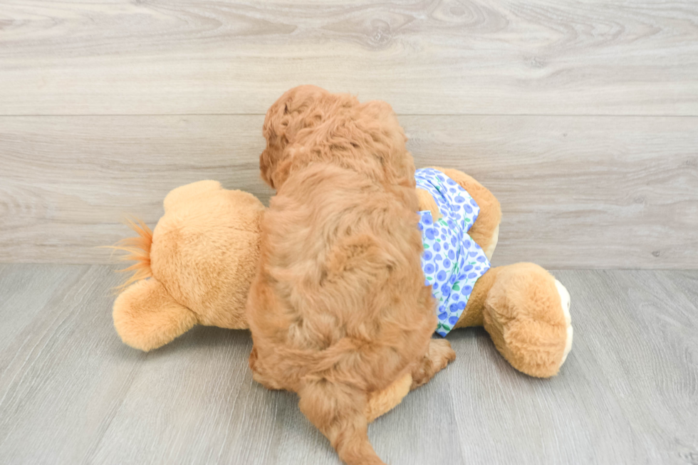 Little Mini Goldenpoo Poodle Mix Puppy