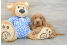 Mini Goldendoodle Puppy for Adoption