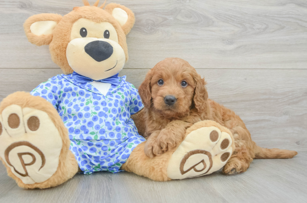 5 week old Mini Goldendoodle Puppy For Sale - Premier Pups
