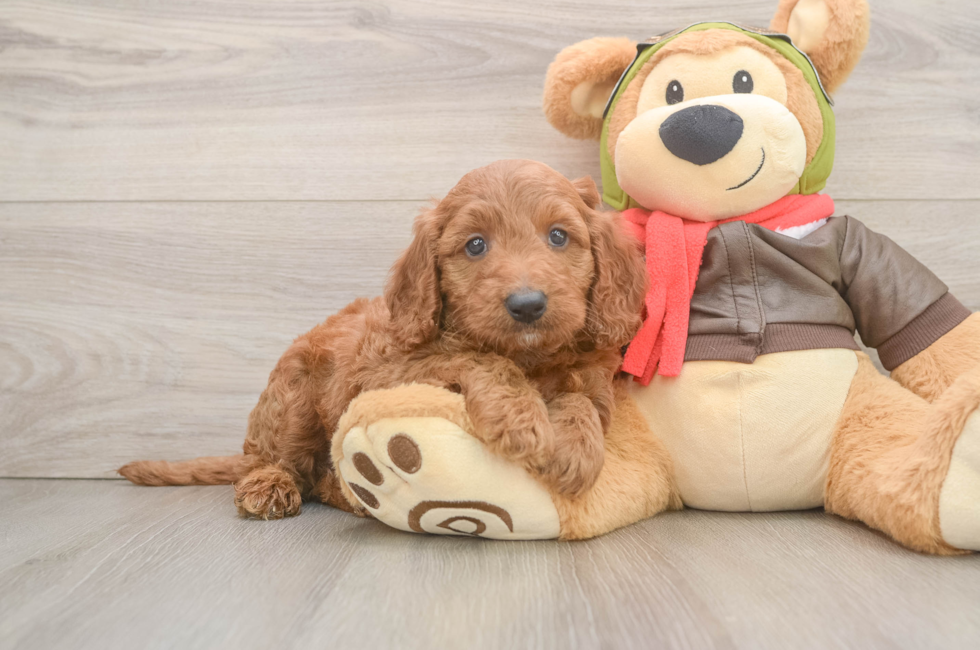5 week old Mini Goldendoodle Puppy For Sale - Premier Pups