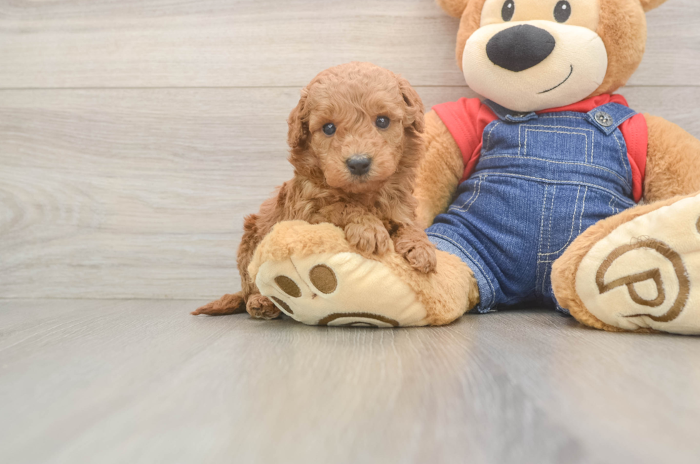 6 week old Mini Goldendoodle Puppy For Sale - Premier Pups