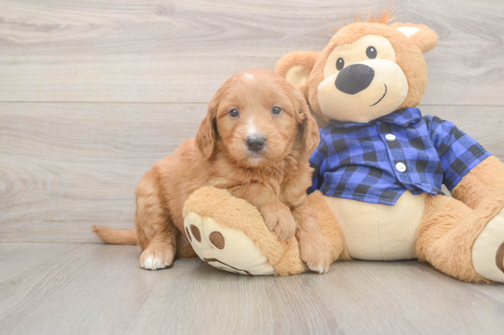 Meet Baron - our Mini Goldendoodle Puppy Photo  2/3 - Premier Pups Mini Goldendoodle Puppy for Adoption