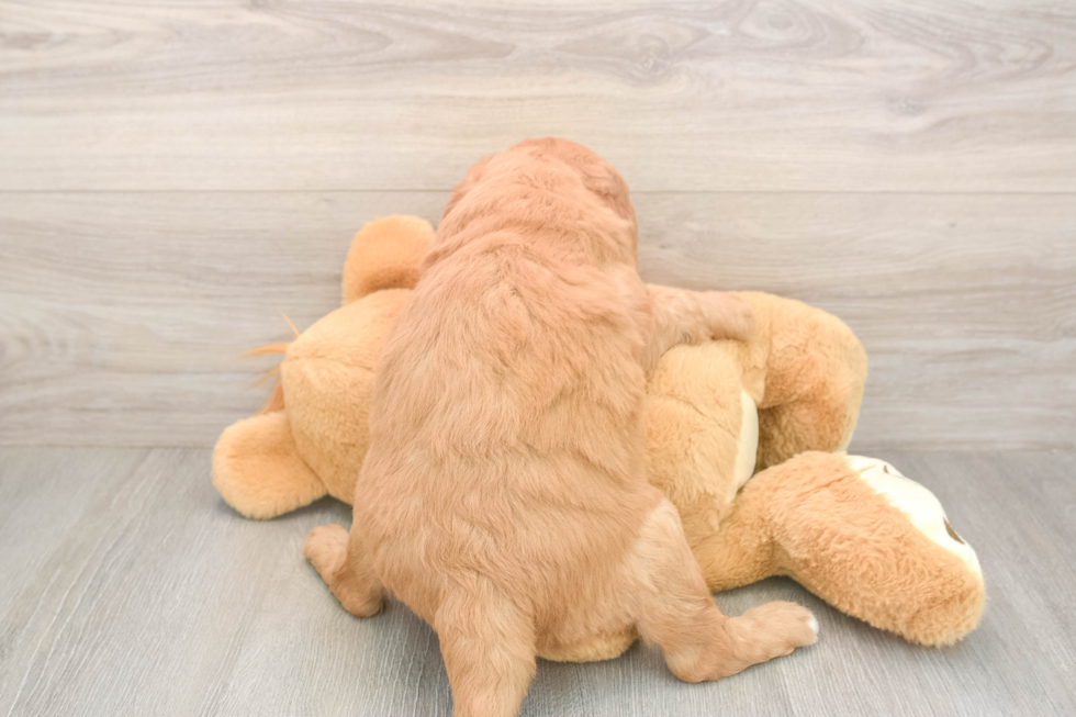 Meet Baron - our Mini Goldendoodle Puppy Photo  3/3 - Premier Pups Mini Goldendoodle Puppy for Adoption