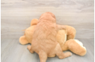 Meet Baron - our Mini Goldendoodle Puppy Photo  3/3 - Premier Pups Mini Goldendoodle Puppy for Adoption