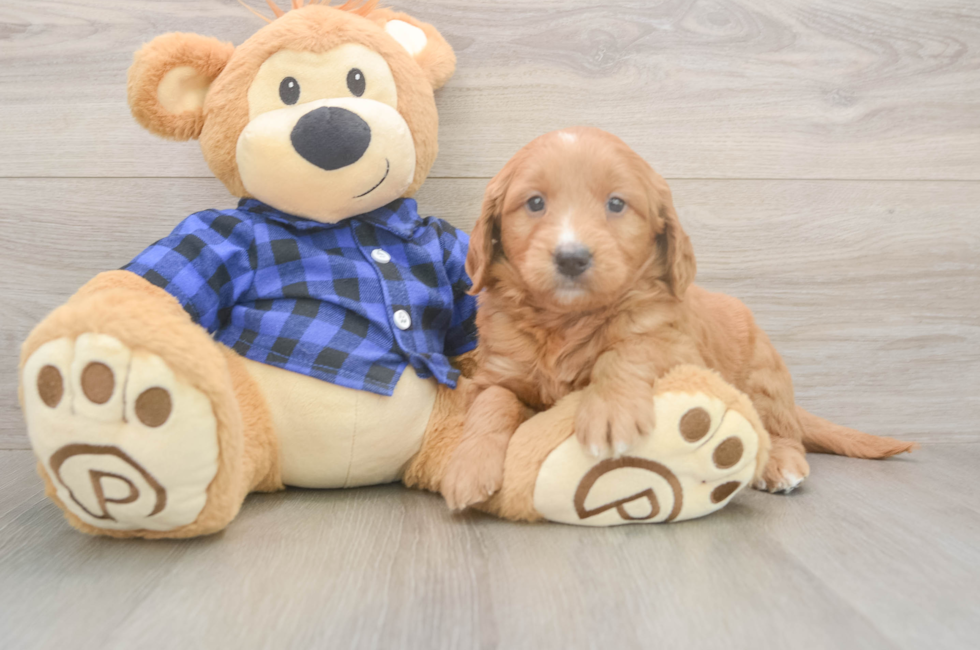 5 week old Mini Goldendoodle Puppy For Sale - Premier Pups