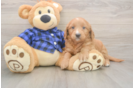 Meet Baron - our Mini Goldendoodle Puppy Photo  1/3 - Premier Pups Fluffy Mini Goldendoodle Poodle Mix Pup