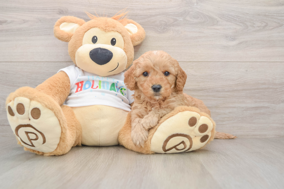 Best Mini Goldendoodle Baby