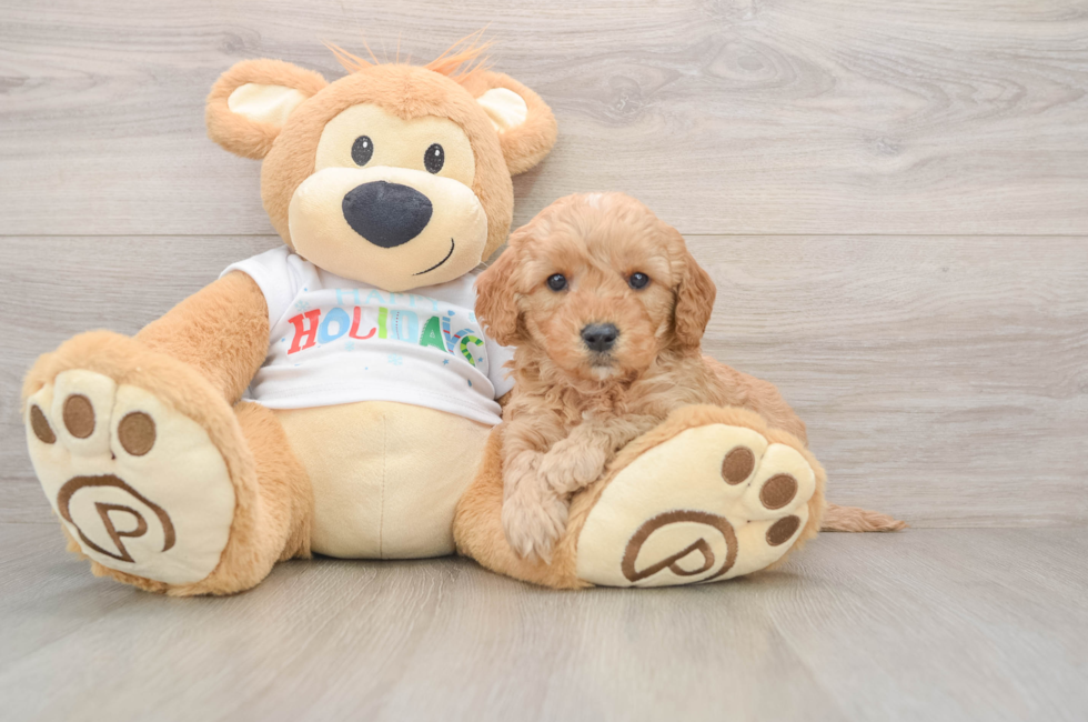 5 week old Mini Goldendoodle Puppy For Sale - Premier Pups