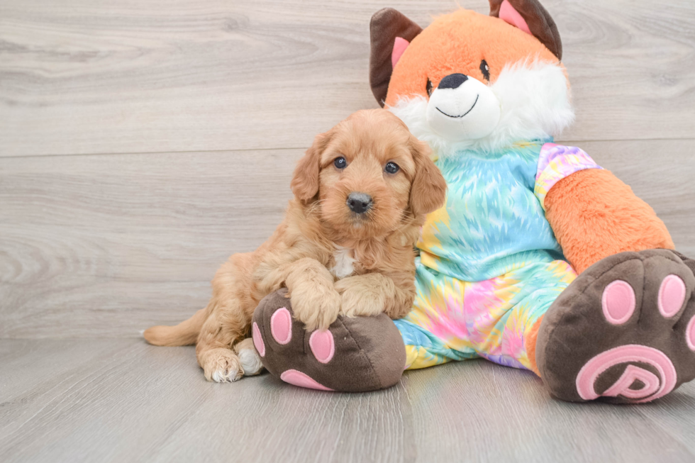 Mini Goldendoodle Pup Being Cute