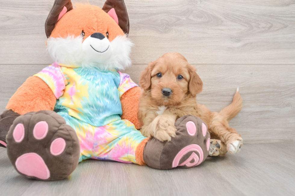 Best Mini Goldendoodle Baby