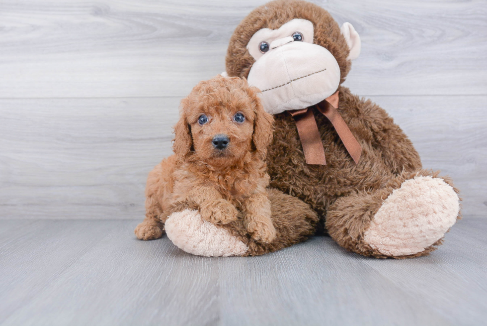 Friendly Mini Goldendoodle Baby