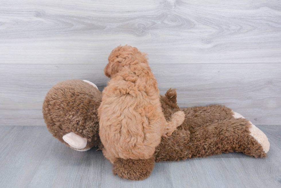 Adorable Golden Retriever Poodle Mix Puppy