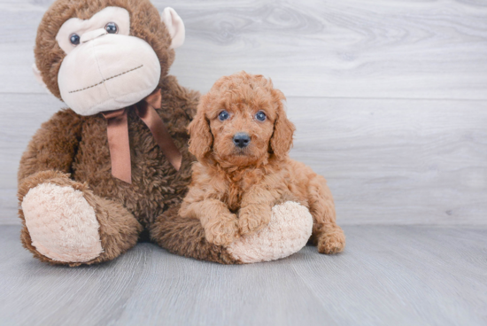 Happy Mini Goldendoodle Baby