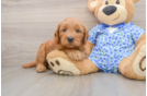 Petite Mini Goldendoodle Poodle Mix Pup