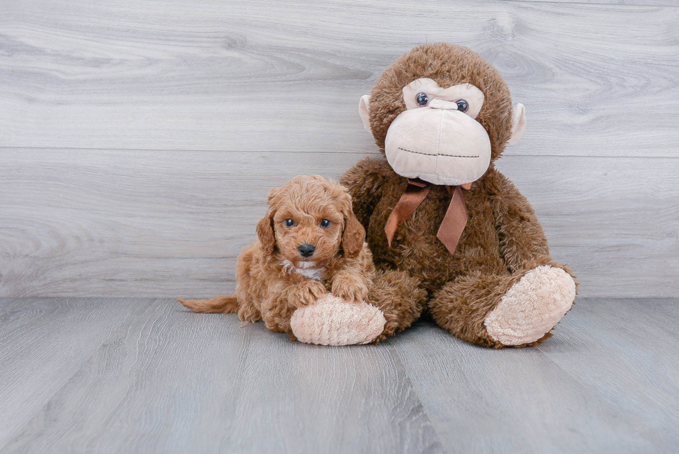 Little Golden Retriever Poodle Mix Puppy