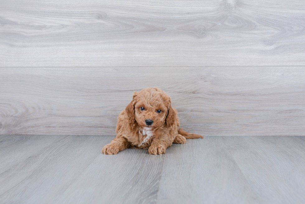 Sweet Mini Goldendoodle Baby