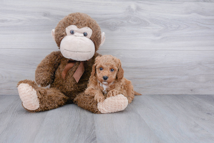 Energetic Golden Retriever Poodle Mix Puppy