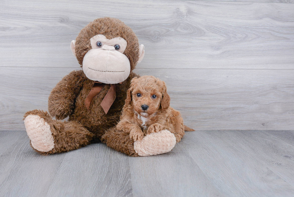 Energetic Golden Retriever Poodle Mix Puppy