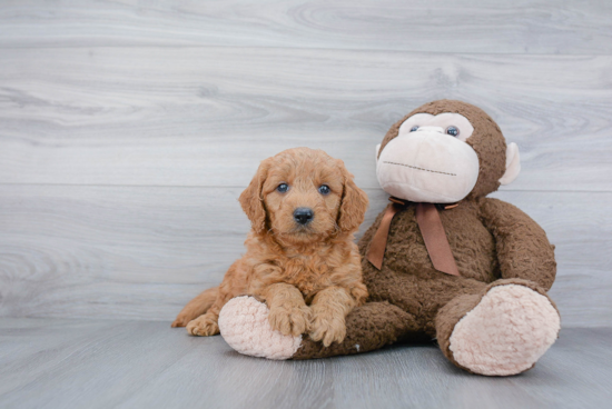 Happy Mini Goldendoodle Baby