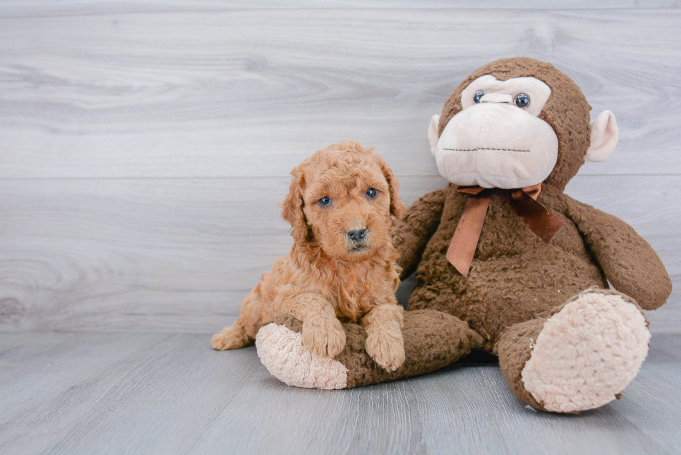 Best Mini Goldendoodle Baby