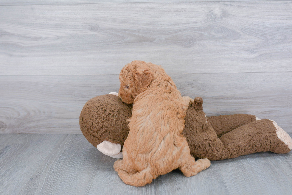 Best Mini Goldendoodle Baby