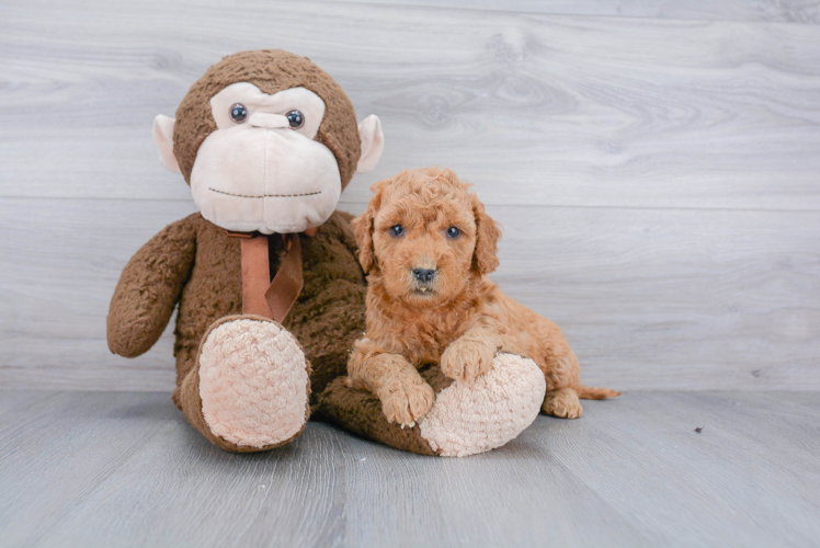 Little Golden Retriever Poodle Mix Puppy