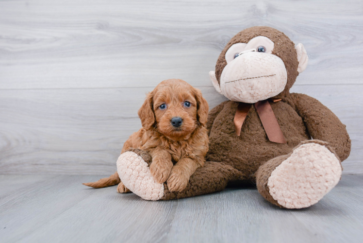 Mini Goldendoodle Pup Being Cute